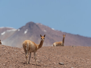 Wild vicuñas, guanacos and llamas grazing on the hills of the Atacama desert, Chile.