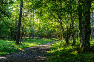 Naklejka premium 長野県の甲武信ヶ岳の登山道