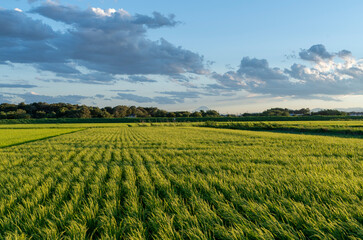 Naklejka premium 夕暮れの田んぼの風に揺れる稲