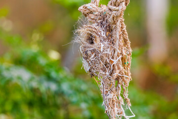 Purple Sunbird  home - nest - wildlife