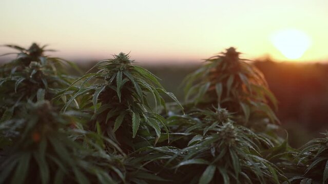 Cannabis farm in South East Colorado at sunrise.