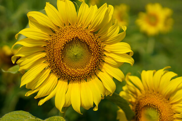 sunflower in the garden