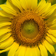 close up of sunflower
