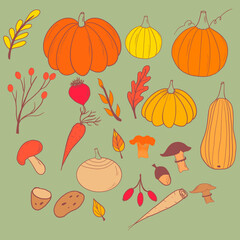 Autumn harvest clipart set, pumpkins, root crops, twigs, berries, leaves, hand drawn, vector