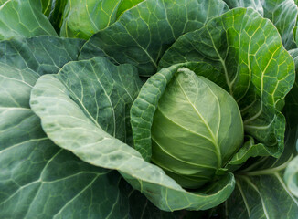 Fototapeta premium head of young green cabbage close-up.