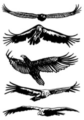 Vector collection of eagles on white isolated ,vector elements,birds