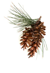 Naklejka na ściany i meble pine cone with leaf