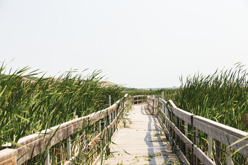 Fototapeta premium A wooden boardwalk between tall green grass in a rural marsh landscape