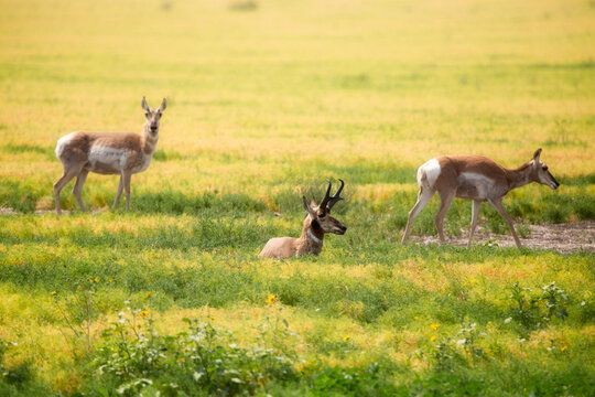 A male pronghorn dder laying in a meadow with two blurred pronghorn deer in the background in a summertime meadow landscape