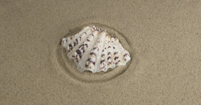 Rotation of a seashell lying in the center of sand circles. Close-up
