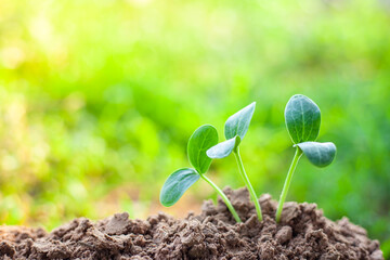 Sapling. Small trees growing on green background. concept of caring for the environment and world environment day.