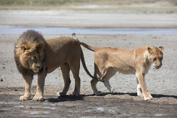 Obraz na płótnie Canvas Free roaming african lion feline cat in the wild