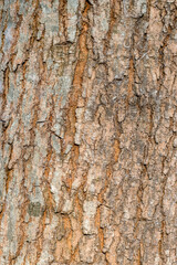 Close up shot of an old tree trunk for bark texture