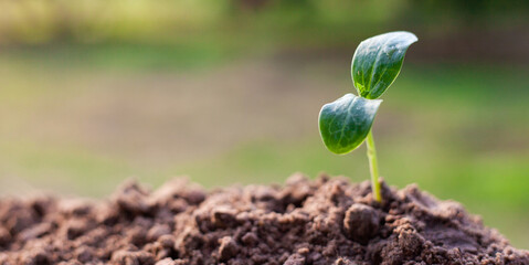 Sapling. Small trees growing on green background. concept of caring for the environment and world environment day.