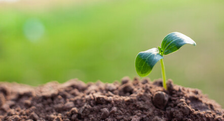Sapling. Small trees growing on green background. concept of caring for the environment and world environment day.
