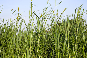 Green wild grasses close up shot under the sunny sky