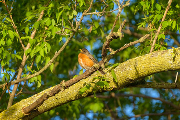 Robin sitting in a tree - first sign of spring