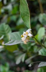 Close up shot of a bunch of blossomed lemon flower on the tree