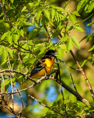 Baltimore Oriole singing in a tree