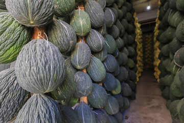 Fototapeta na wymiar Winter melon, Turkey's most famous centipede melon, winter melon based on tree poles. Organic vegetable concept.