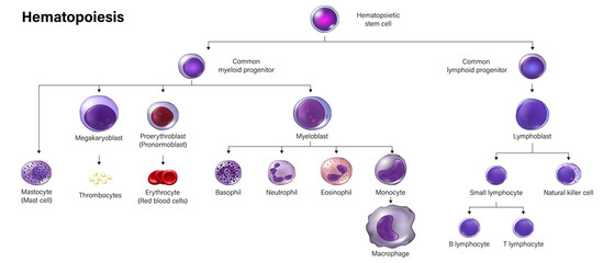 Education chart of Hematopoiesis. Erythrocytes, leukocytes and thrombocytes. - obrazy, fototapety, plakaty