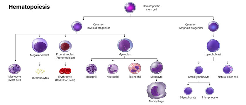 Education chart of Hematopoiesis. Erythrocytes, leukocytes and thrombocytes.