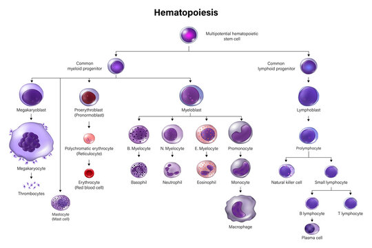 Hematopoiesis. All blood cells and plasma develop from hematopoietic stem cell. Erythrocytes, leukocytes and thrombocytes. Education chat.