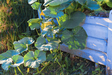 young orange pumpkin grows in a high bed on compost