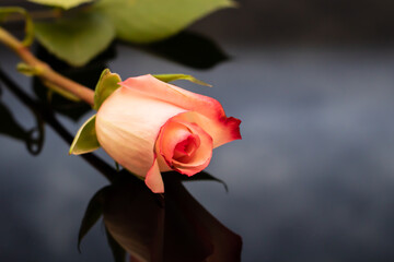 Pink Rose with Reflection on Dark Blue Background