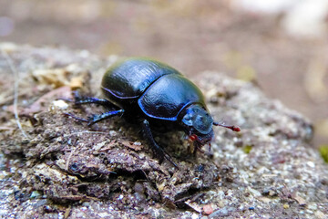 Blau schimmernder bepanzerter Waldmistkäfer mit roten Fühlern auf braunem Waldboden. Dung Dor Beetle Mistkäfer auf Entdeckungstour durch den Wald. It's a bug, not a feature.
