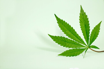  seven-pointed marijuana leaf, isolated on green background
