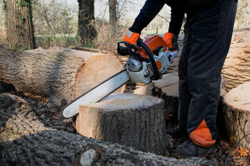 Man at work holding chain saw cutting off a branch of a dead tree for firewood. Outdoor lumberjack working. Wood cutting equipment. Action scene dangerous job. 