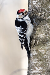 Lesser Spotted Woodpecker
