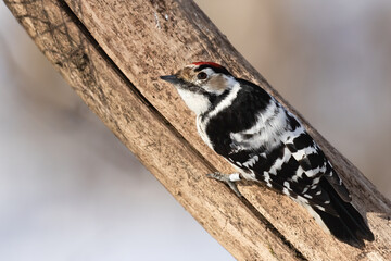 Lesser Spotted Woodpecker