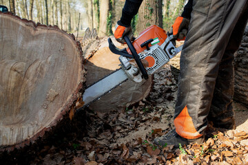 close up, man working with chainsaw cutting an oaktree in pieces. Lumberjack with equipment. Forest scene dangerous jobs.