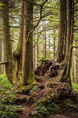 A cluster of trees and roots in a mossy old growth forest