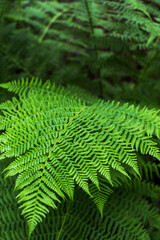 Naklejka na ściany i meble Close-up of a fern in a forest