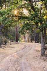 Fototapeta premium Sun setting through oak trees with winding dirt road