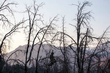 Bare trees silhouetted against a soft sunset sky