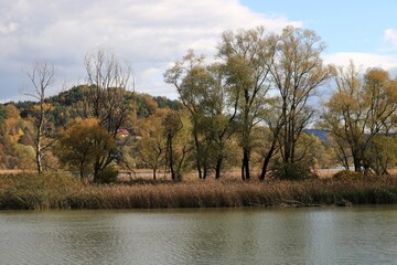 Drzewa nad jeziorem © Ireneusz
