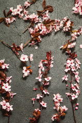 spring background with cherry blossoms