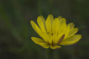 Blooming Yellow Flower In Garden