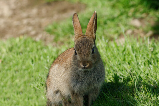Cute wild Rabbit with long ears and whiskers sat in a field on a sunny day.