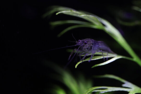 Marble Crayfish Baby On A Branch Of Algae.