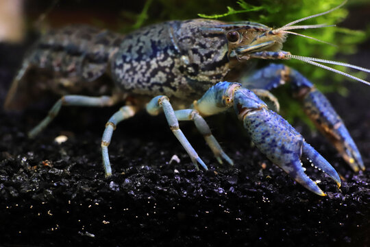 Blue Marble Crayfish. Macro Closeup.
