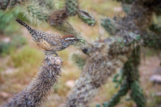 A Brown Thrasher in Apache Junction, Arizona