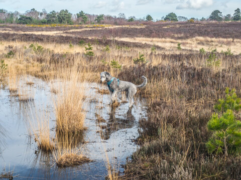 Silver poodle exploring pool on Chobham common