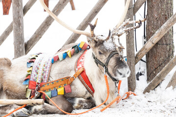 Reindeer in Lapland, Finland