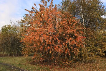 Jesienny krzew