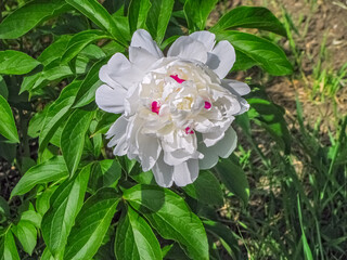 Snow-White, With Red Splashes, A Peony Flower Adorns a Bed in A Garden Plot. The Background Is Slightly Blurred